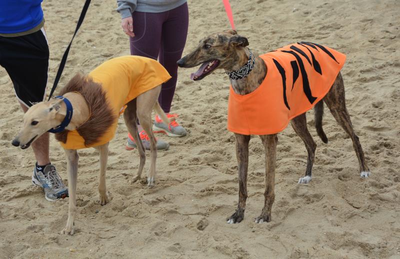 Greyhounds Reach the Beach a success in Rehoboth Cape Gazette